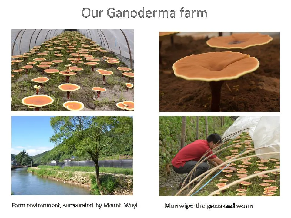 ISO Certified Plant Extract Ganoderma Lucidum Extract with Treating Diabetes and Anti-Tumor